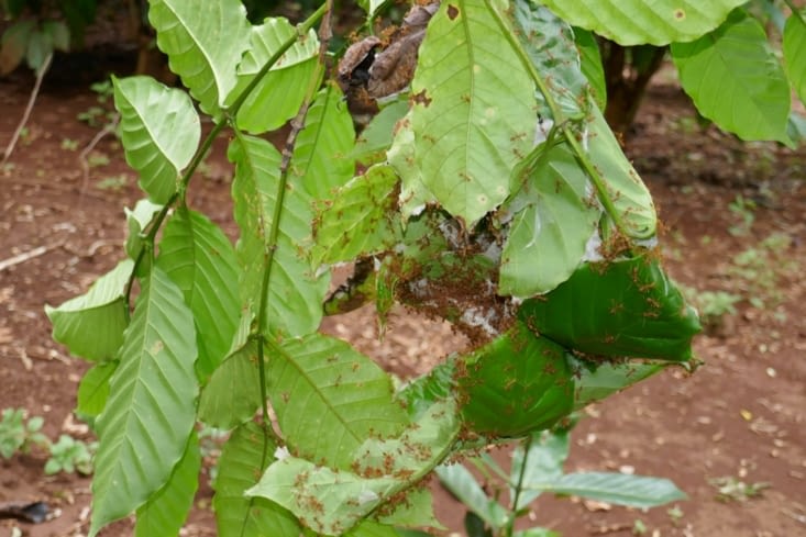 Les fourmis rouges qui attaquent les plants de café