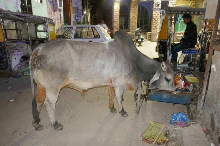 Et les vaches dans tout cela ? toujours imperturbables !