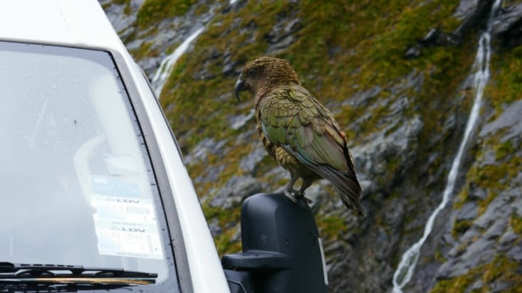 ....mais avec plein de perroquets....