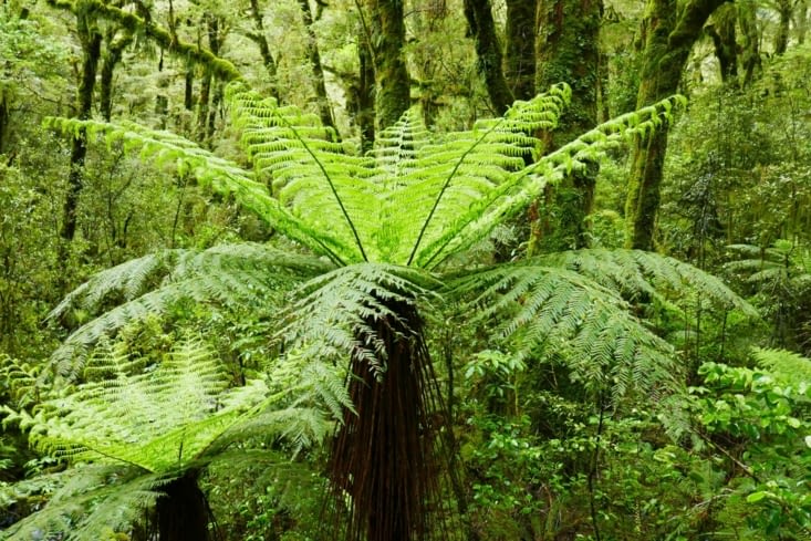 L'emblème officiel de la Nouvelle Zélande est la fougère .