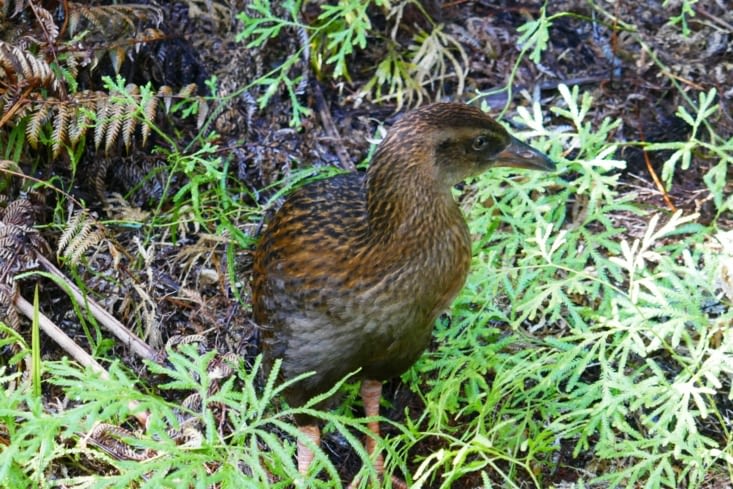 Un oiseau entre la poule et le Kiwi.