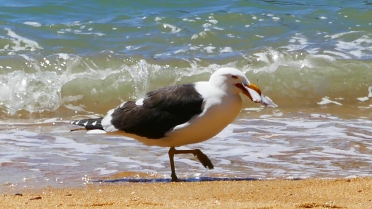 Ouais, un poisson; j'ai trouvé un poisson; un poisson; j'ai trouvé un poisson; ouais, ouai