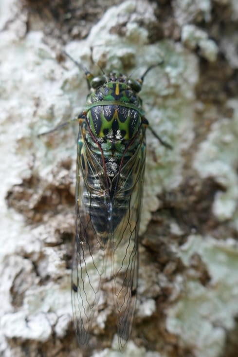 Une bête avec des pattes et des ailes qui doit piquer