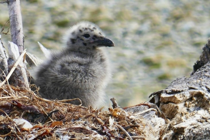 Il y a aussi une énorme colonie d'une espèce de mouettes installées ici pour nidifier