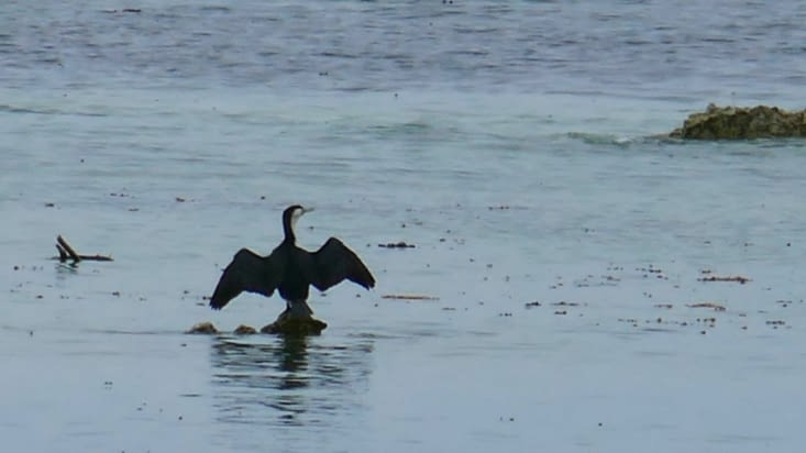 Non ce n'est pas un oiseau se débattant dans la marée noire; il se détend,  c'est tout. .!