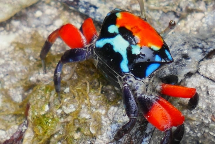 Un hippopotame à pois rouge