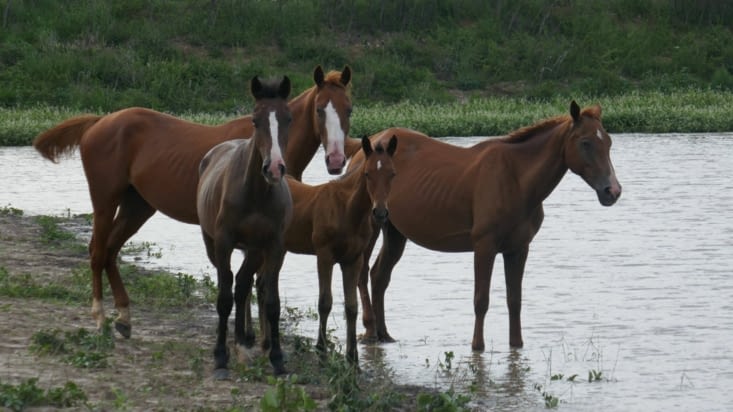 Avec les chevaux revenus à l'état sauvage