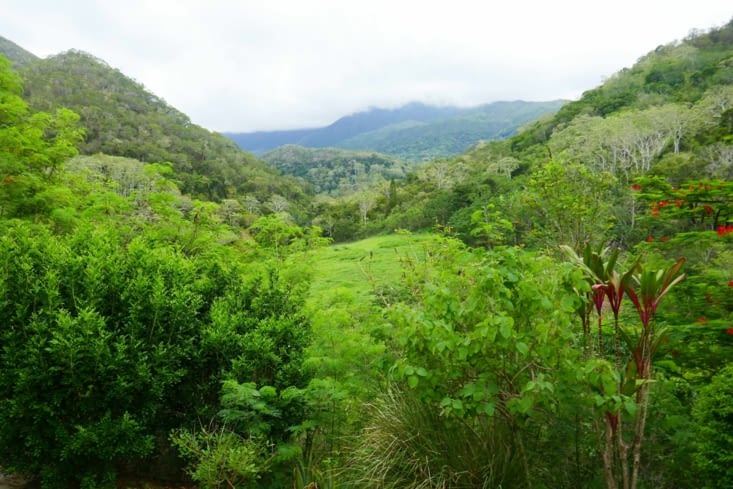 Vue depuis la maison : verdoyant non ?...