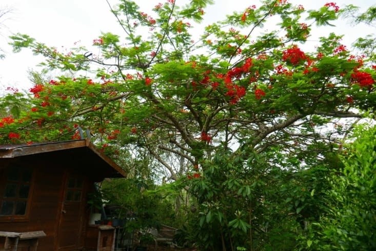 Un joli flamboyant en fleur à l'arrière de la maison