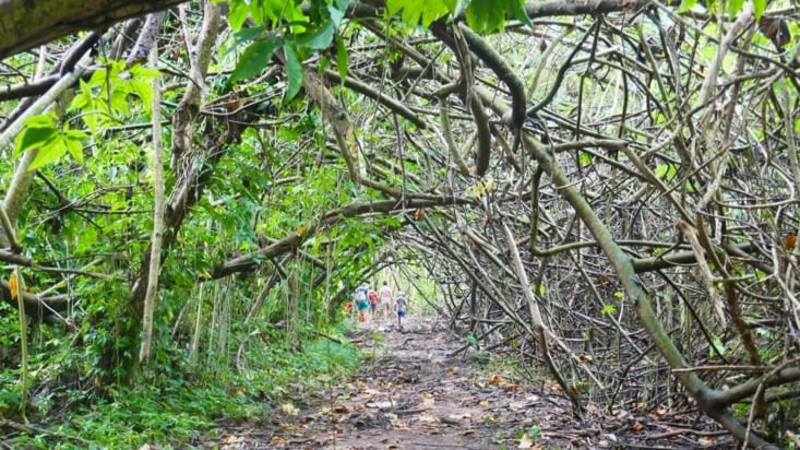 Un tunnel de végétation