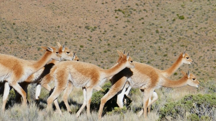 Ce sont des vigognes, plus petites et plus fines que les lamas et les alpagas.