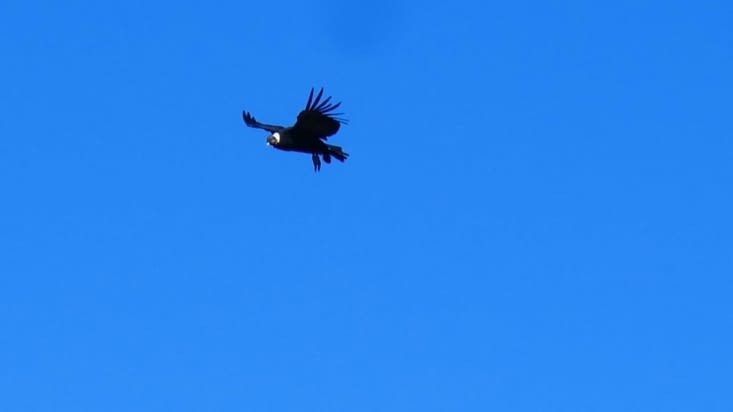 Un condor nous honore de son vol gracieux sans jamais un battement d'ailes