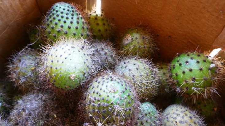 Des fruits de cactus que nous allons goûter
