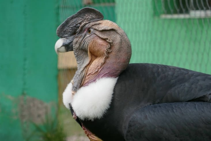 Le condor vient de changer sa photo de profil sur Facebook