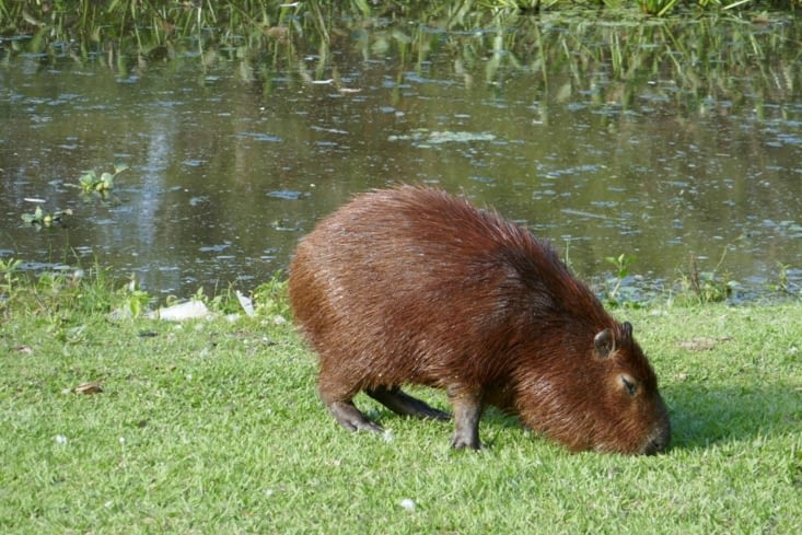 Nicolas le capybara est le plus gros rongeur du monde