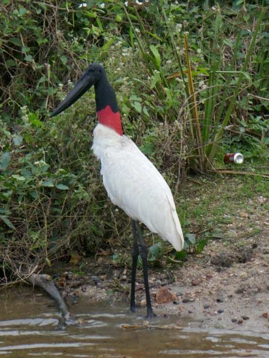 le jabiru, oiseau emblématique du Pantanal