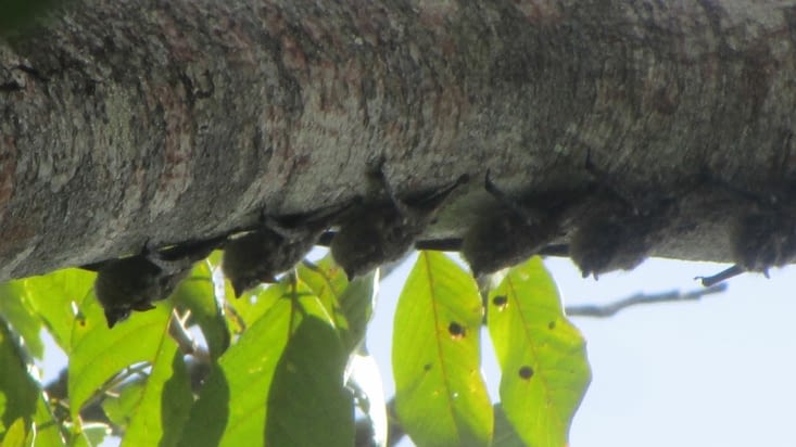Famille de chauve-souris a long museau (elles mangent des fruits)