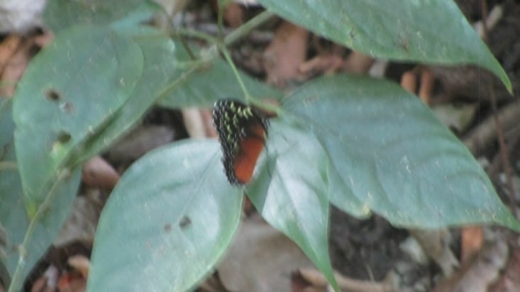 Beaucoup de variétés de papillons