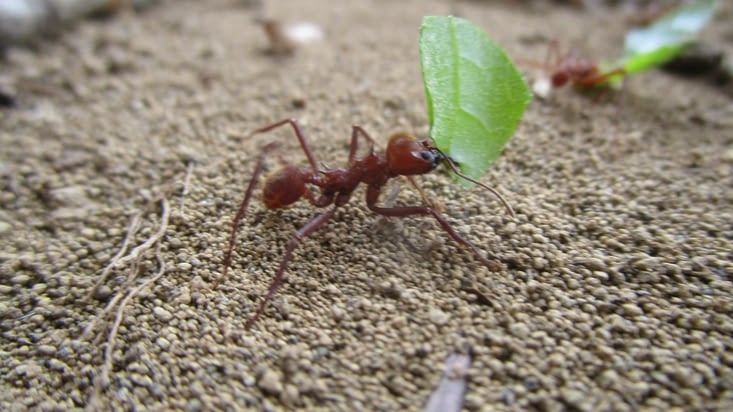 Fourmi coupeuse de feuille (ant cutter ant)