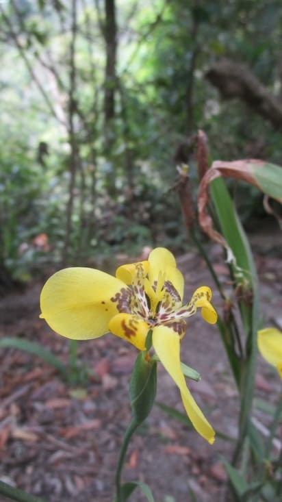 Orchidées sur le sentier