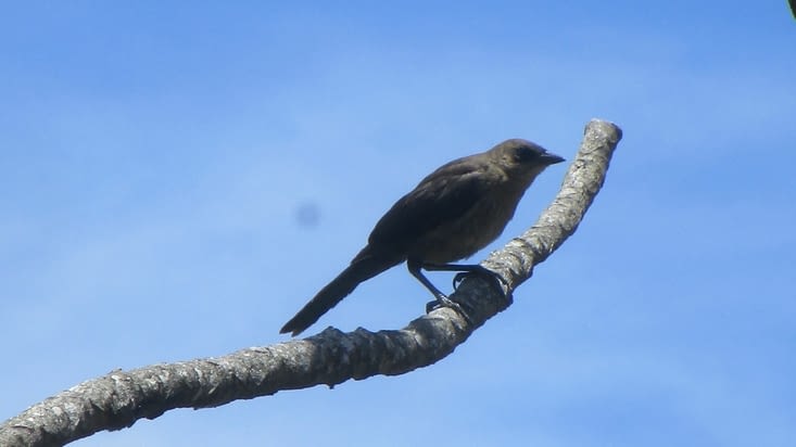Monteverde nous surprend toujours avec la variété des oiseaux
