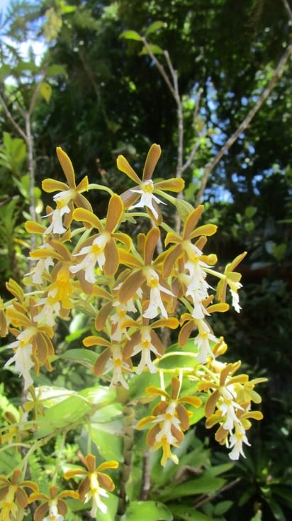Une des 450 variétés d'orchidė (France la surnommer: la famille des petits bonhommes )