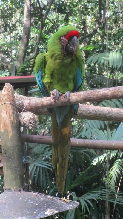 Zoo de San José