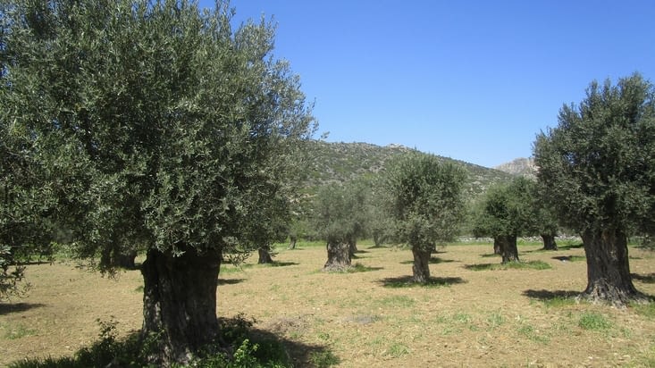 Halki , oliveraie centenaire