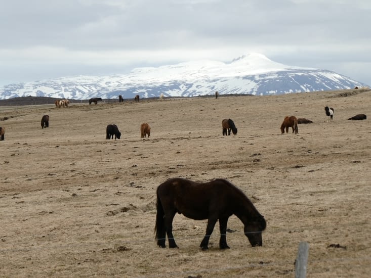 Beaucoup de cheval ici.