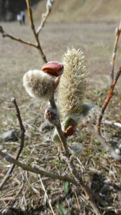 C’est le printemps