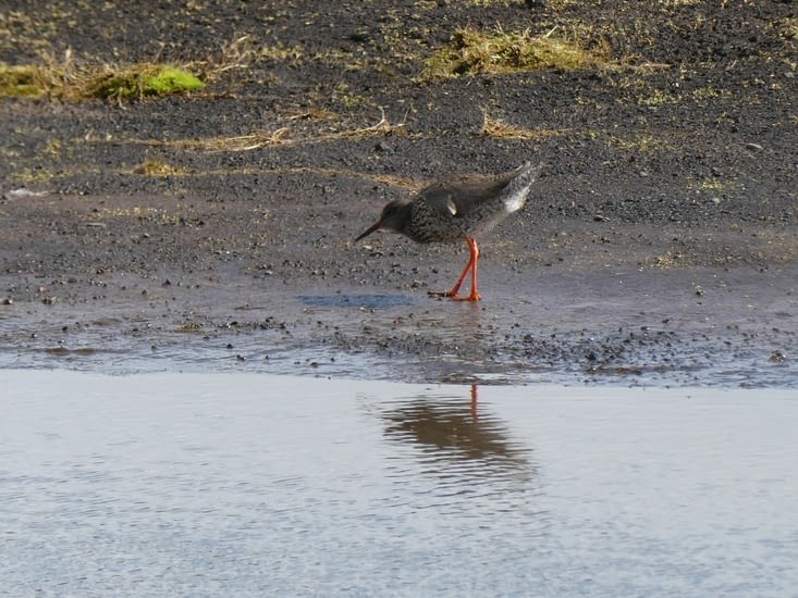 Deuxième oiseau du matin