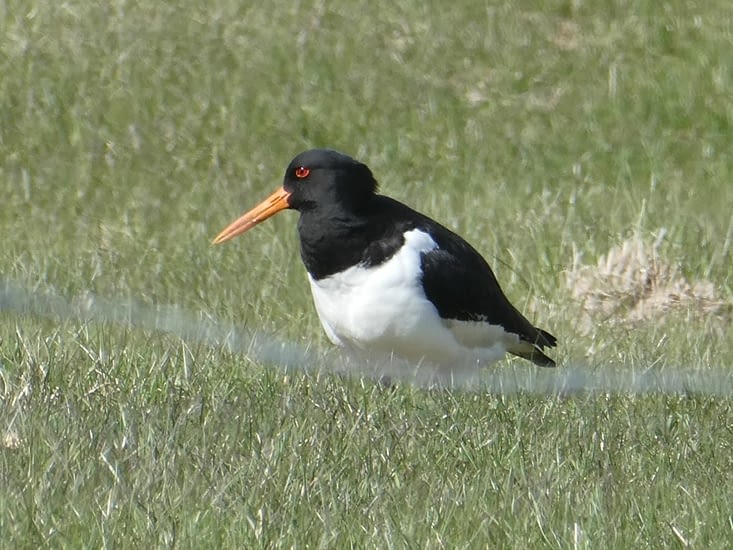 Notre oiseau du matin