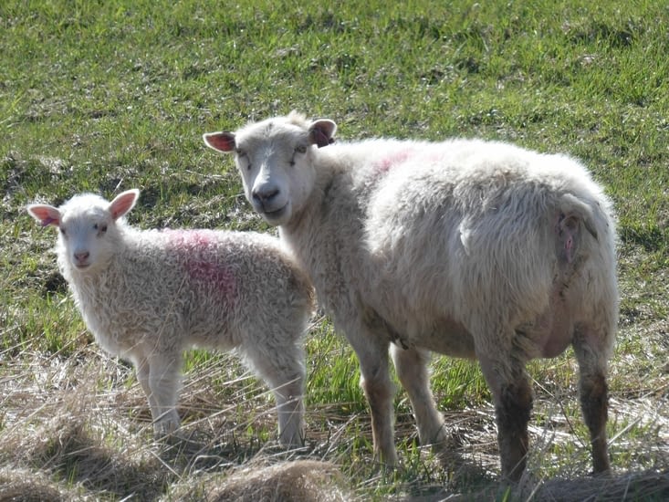 Sans oublier les moutons