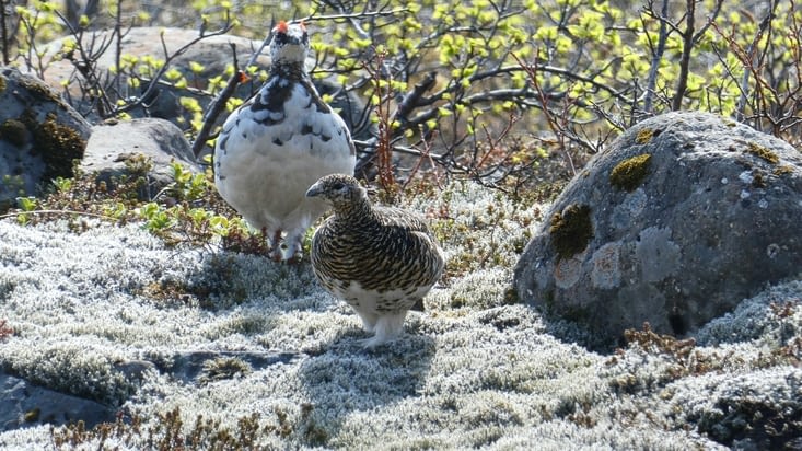 Couple de Lagodède Alpin