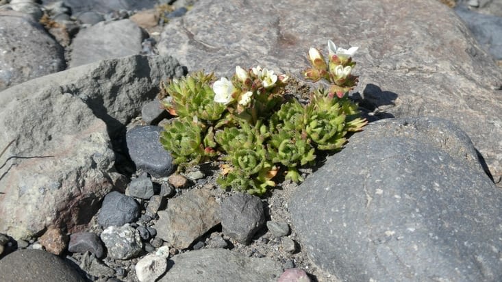 Floraison hative