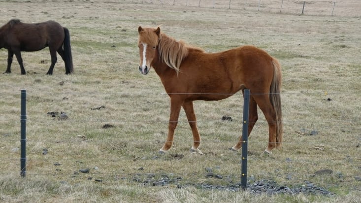 On a appris que les chevaux sont exporter