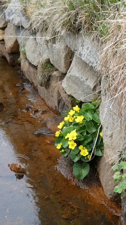 Une belle du printemps.