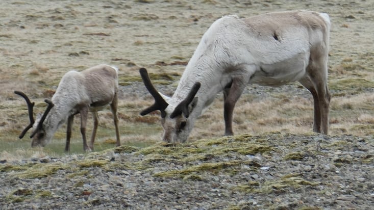 Caribou sauvages,