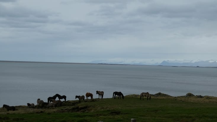 Élevage de chevaux est partout ici.