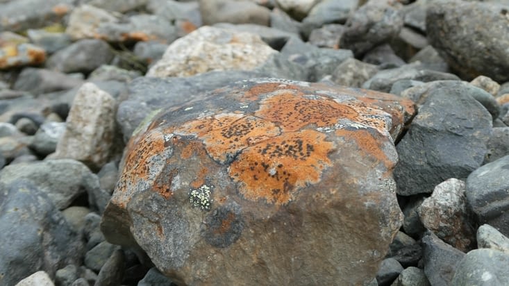 Roche couvert de lichens.
