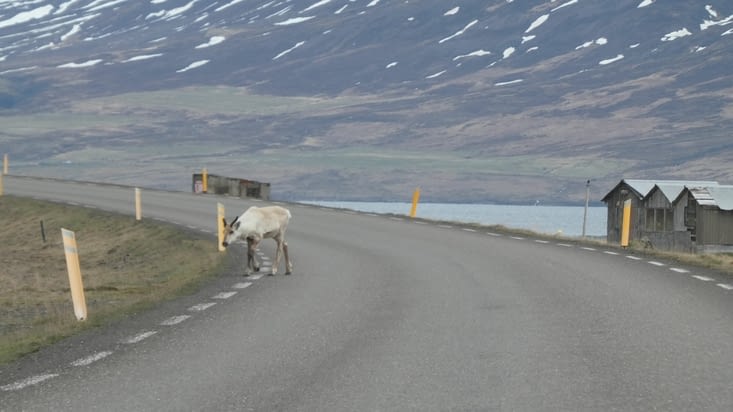 Encore d'autres caribous