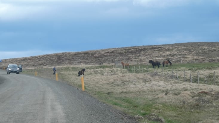Notre proprios tente de remettre un cheval égaré au bercail !