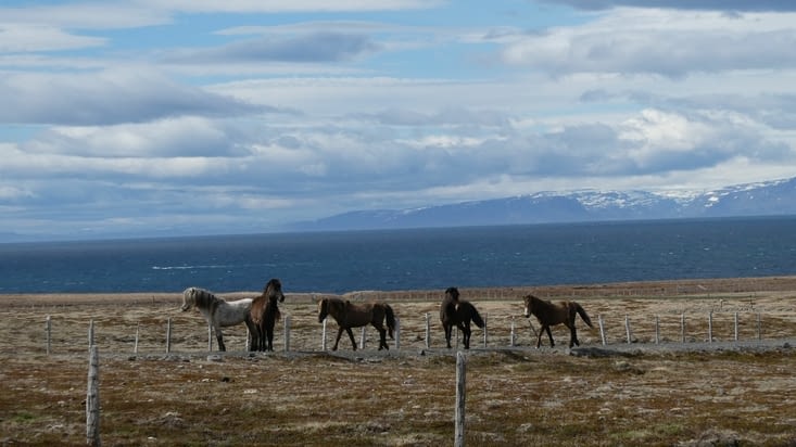 On a toujours nos amis les chevaux, partout