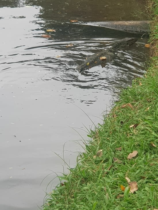 Direction parc lumpini  et ses varans