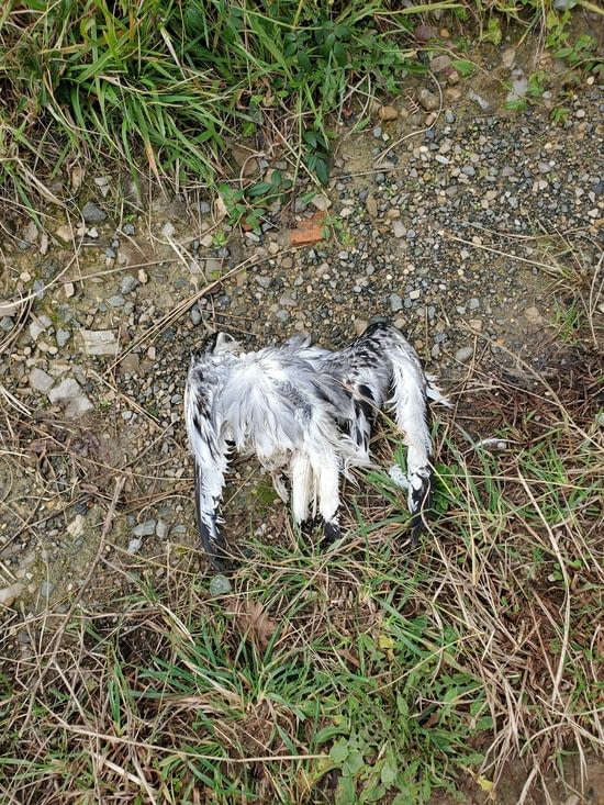une mouette morte