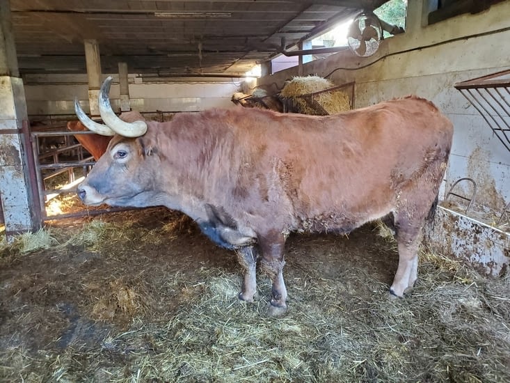 des taureaux bien sur ! on est en Espagne quand même et ils ne se font pas attendre.