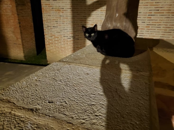 le chat noir