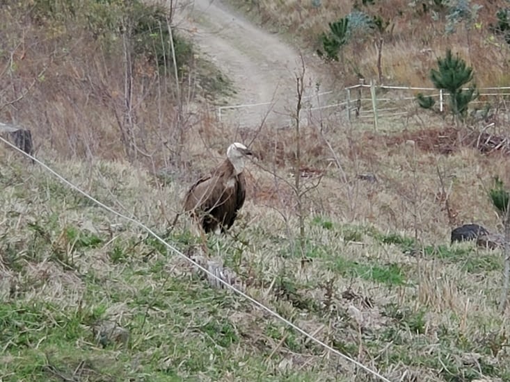 le vautour avant de s'envoler
