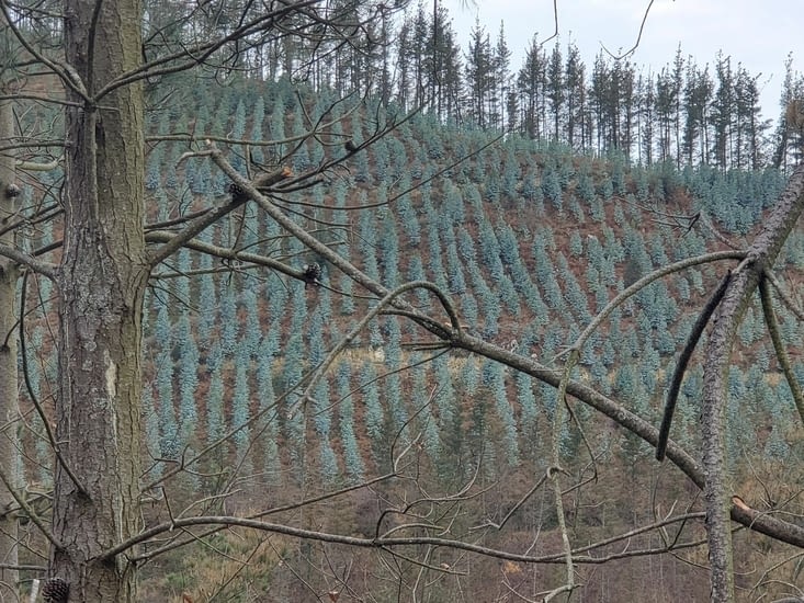 les champs d'eucalyptus