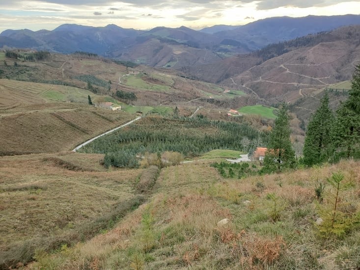 un paysage dévasté par les coupes à blanc